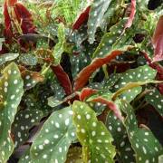 Plantes vertes Fleurs Lisch