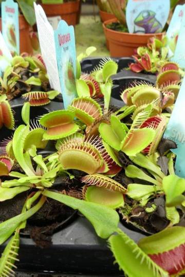 Plantes vertes Fleurs Lisch