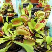 Plantes vertes Fleurs Lisch