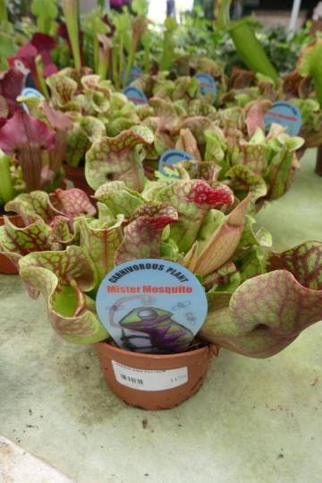 Plantes vertes Fleurs Lisch