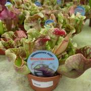 Plantes vertes Fleurs Lisch