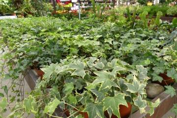 Plantes vertes Fleurs Lisch