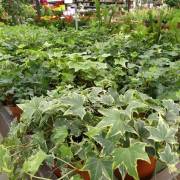 Plantes vertes Fleurs Lisch