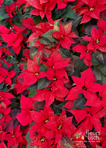 Poinsettia - étoile de Noël