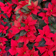 Poinsettia - étoile de Noël