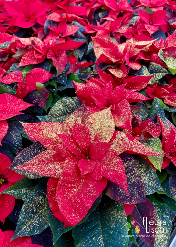 Poinsettia - étoile de Noël