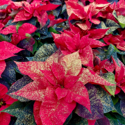 Poinsettia - étoile de Noël