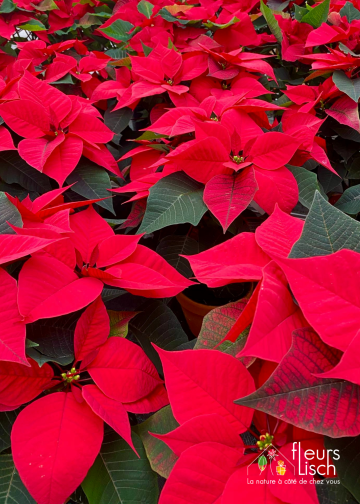 Poinsettia - étoile de Noël