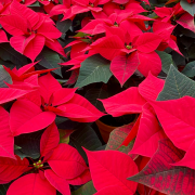 Poinsettia - étoile de Noël