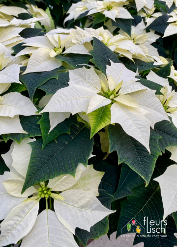 Poinsettia - étoile de Noël