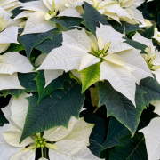 Poinsettia - étoile de Noël