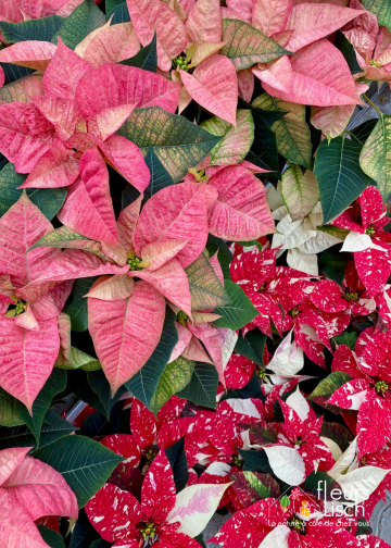 Poinsettia - étoile de Noël