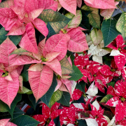 Poinsettia - étoile de Noël