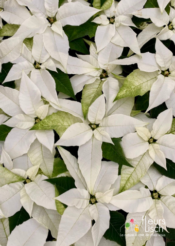 Poinsettia - étoile de Noël