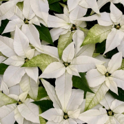 Poinsettia - étoile de Noël