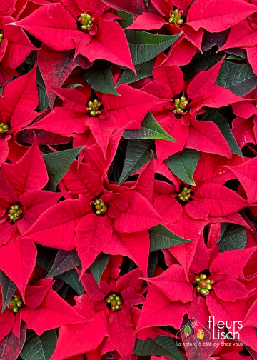 Poinsettia - étoile de Noël