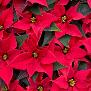 Poinsettia - étoile de Noël