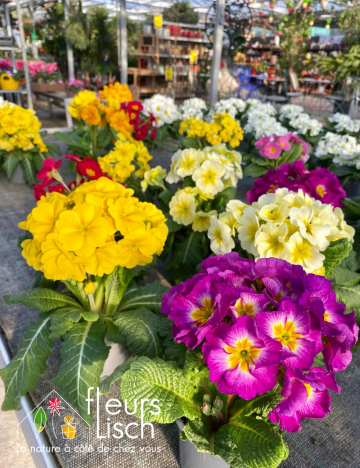 primevere  elatior couleur