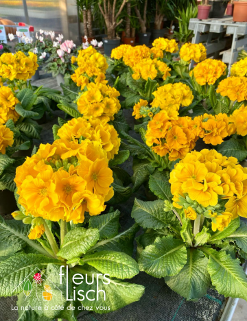 primevere elatior jaune