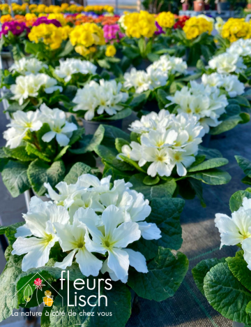 primevere starfever white 