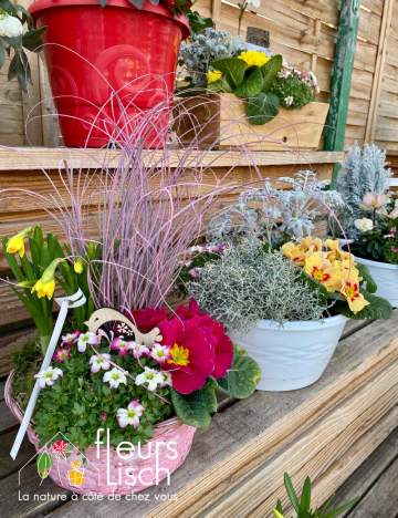 composition primevère