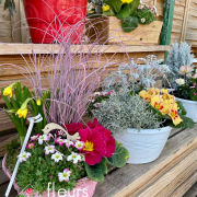 composition primevère