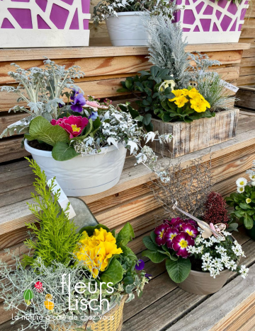 composition primevère