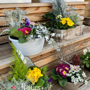 composition primevère