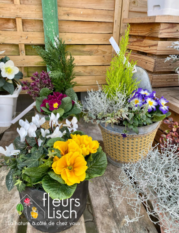 composition primevère