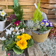 composition primevère