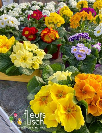 jardinière primevère