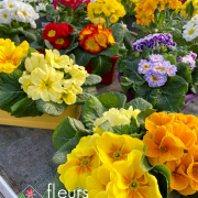 jardinière primevère