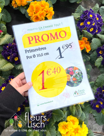 Promo Primevères