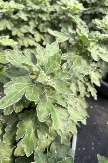 Protection biologique intégrée