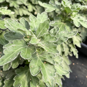 Protection biologique intégrée