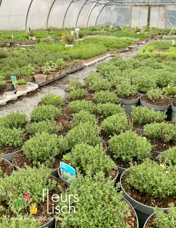 Production plantes aromatiques