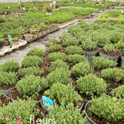 Production plantes aromatiques