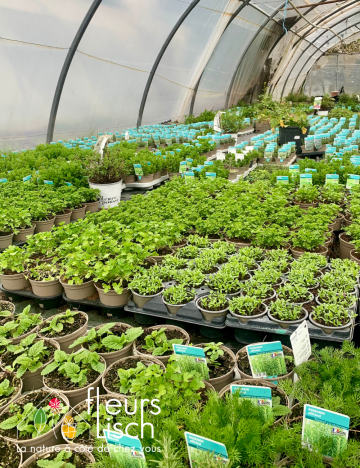 Production plantes aromatiques
