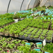 Production plantes aromatiques
