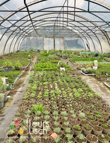 Production plantes aromatiques