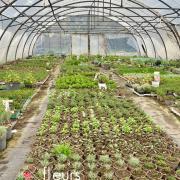 Production plantes aromatiques