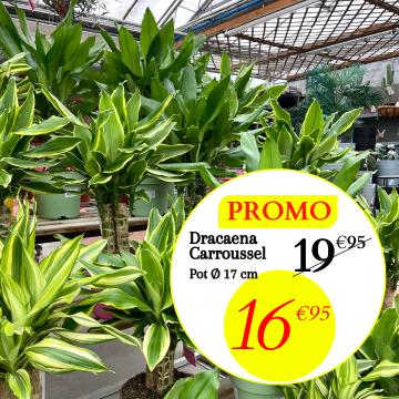 dracaena carroussel