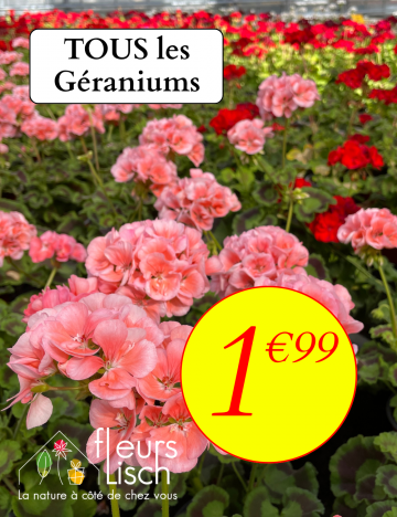 Promo Géranium