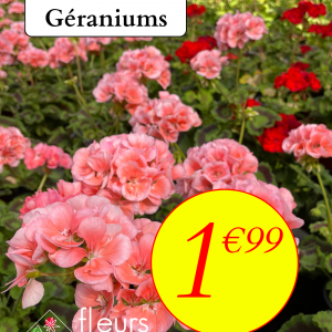 Promo Géranium
