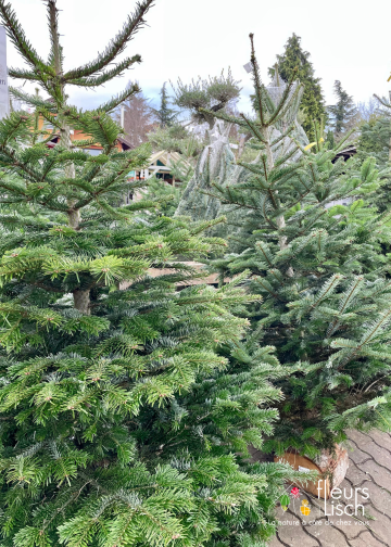 Sapin Nordmann