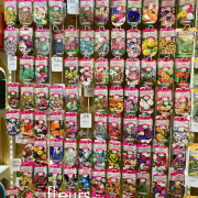 semences florales