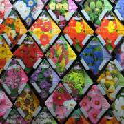 semences florales