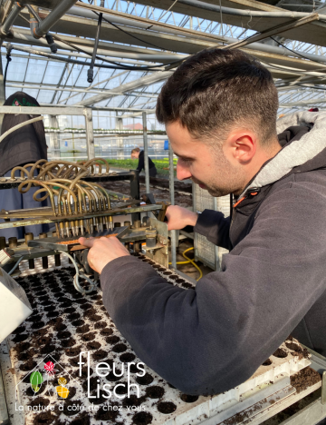 semence des Annuelles