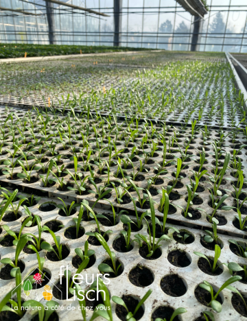 semence des Annuelles