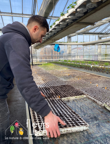 semence des Annuelles